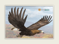 El Águila Real, el Ave que Representa a&nbsp;México
